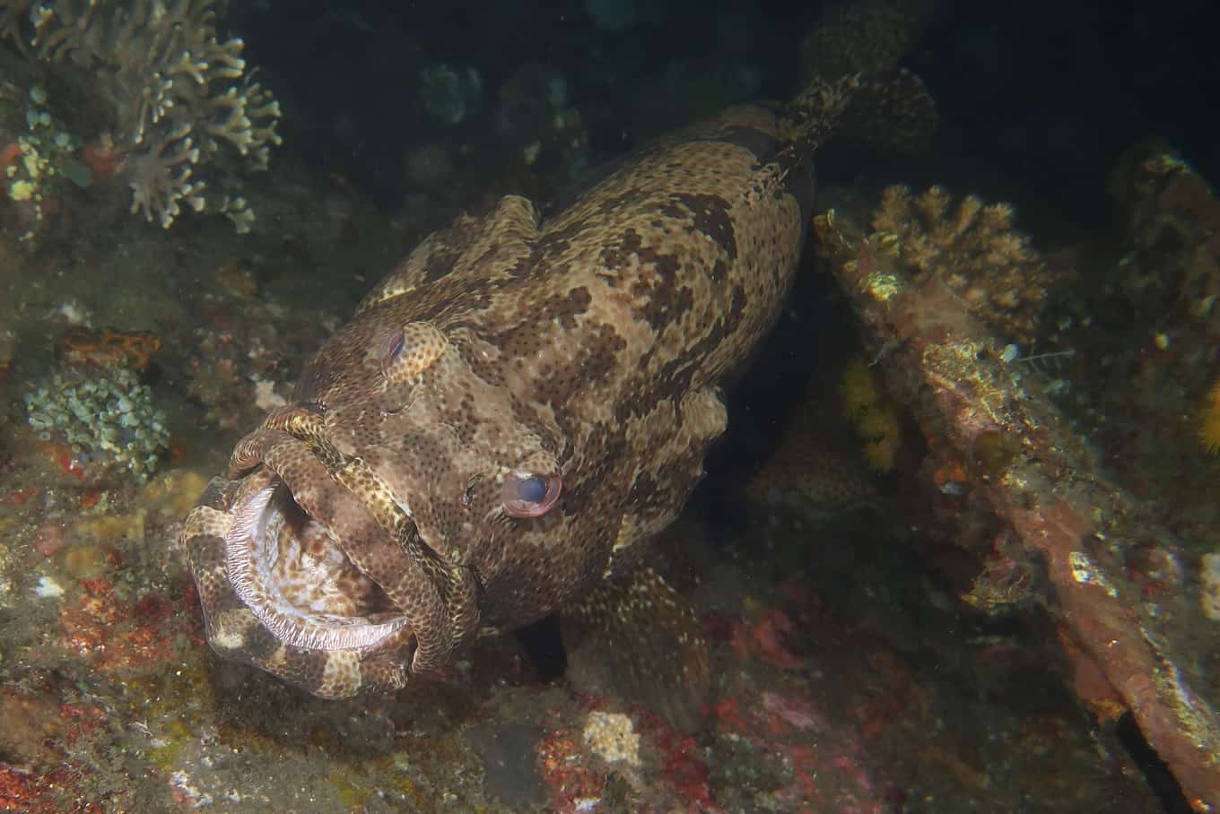 groupe fish behaviour Amed