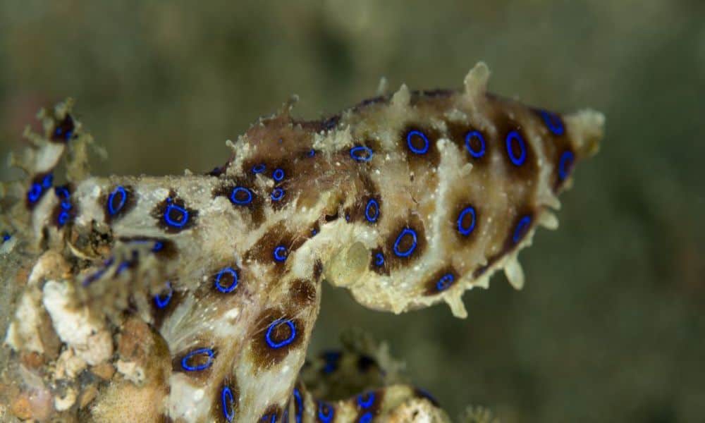 iStock-833042440-1000×500 Blue ring scuba diving in Lembongan