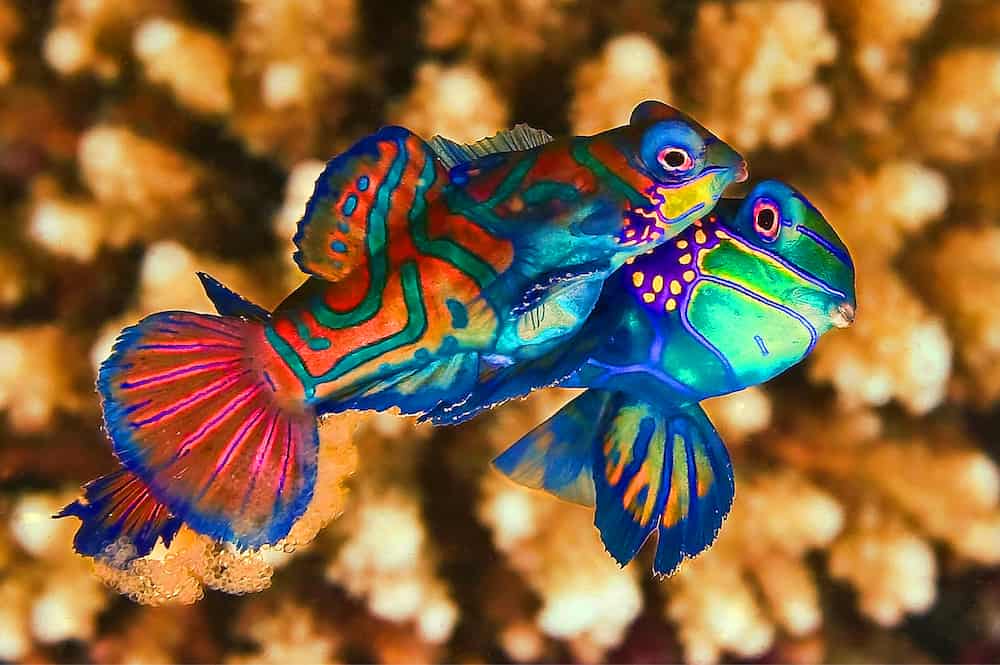 mandarin-1 mandarin fish mating