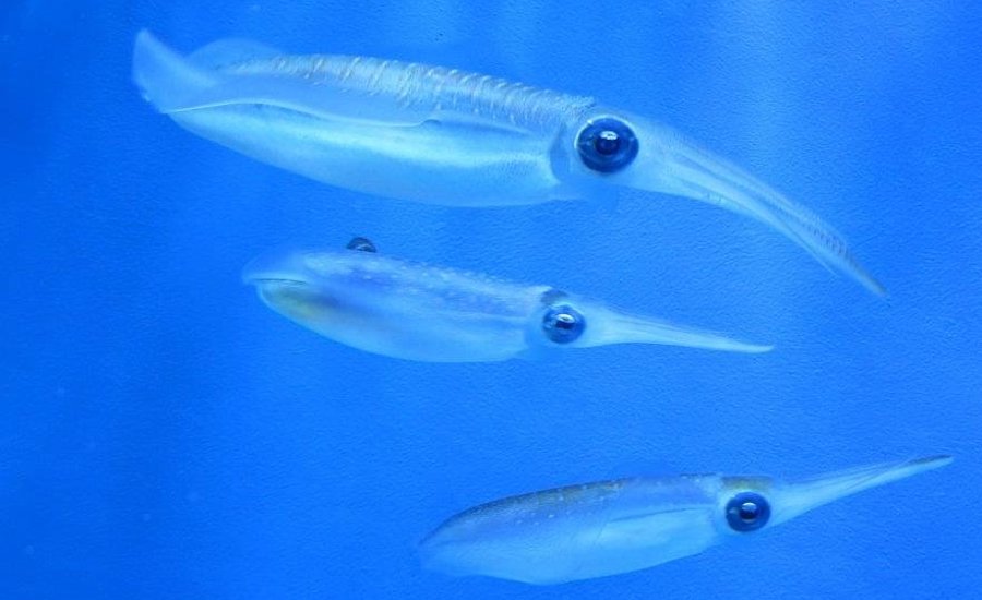 squid bigfin reef squid