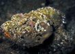 Devil Scorpionfish (Scorpaenopsis diabolus)