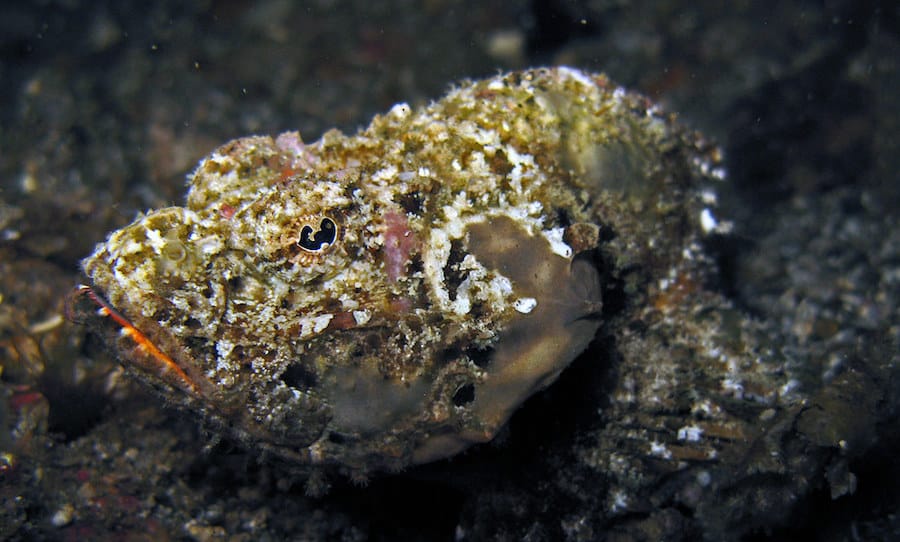 4287169376_a785588a3c_b Devil Scorpionfish (Scorpaenopsis diabolus)