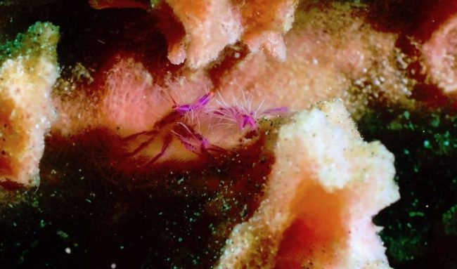 IMG_5601 copy dive nusa penida macro