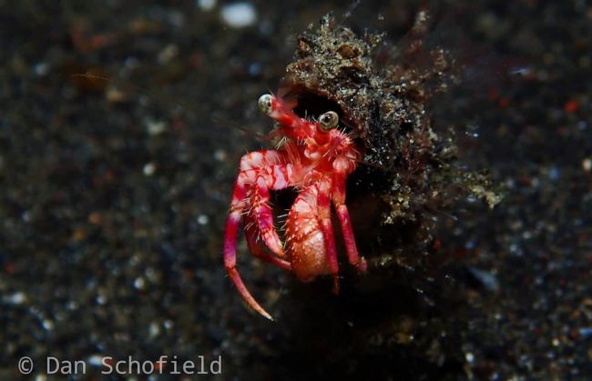 OLYMPUS DIGITAL CAMERA Anemone hermit crab