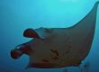 Diving Nusa Lembongan and Manta Point