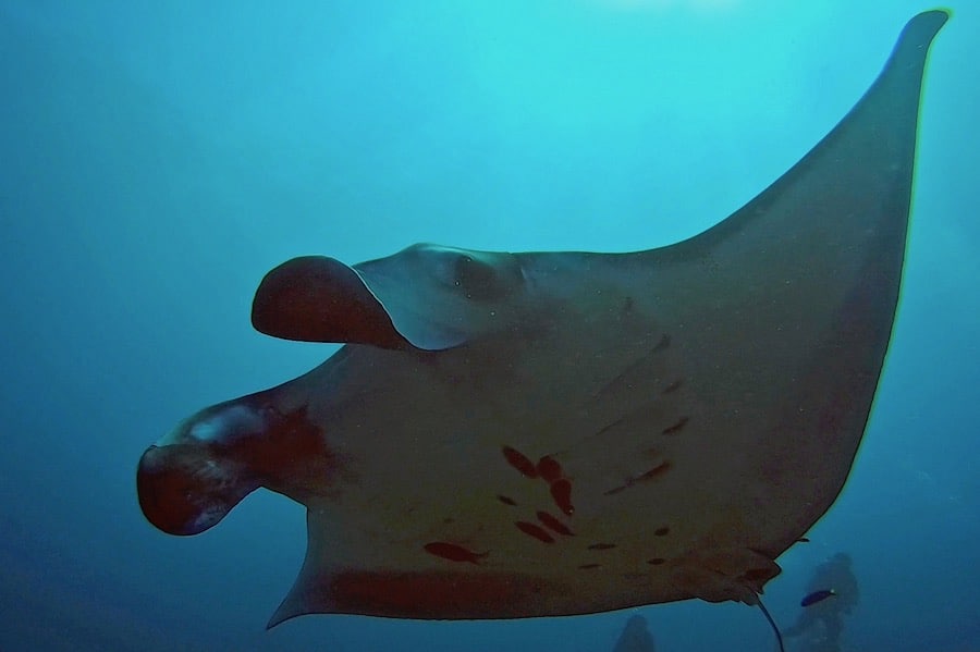 Manta picture 010320 copy Diving Nusa Lembongan and Manta Point
