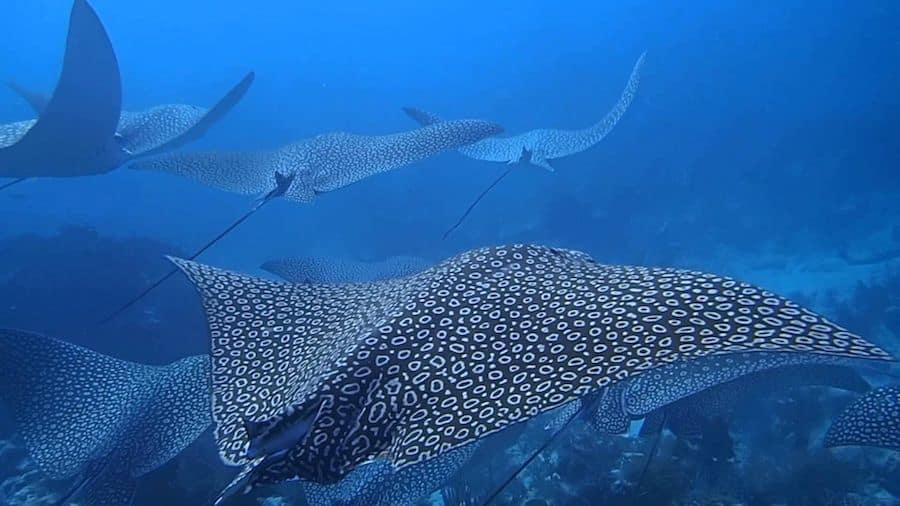 eagle rays in bunaken eagle rays in Bunaken