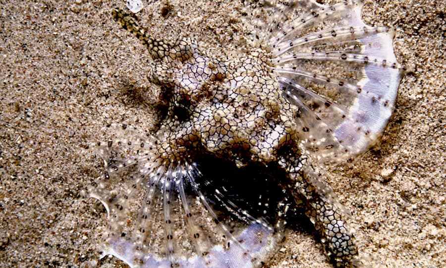 Dragon sea moth pegasus seamoth