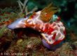 Lembeh House Reef