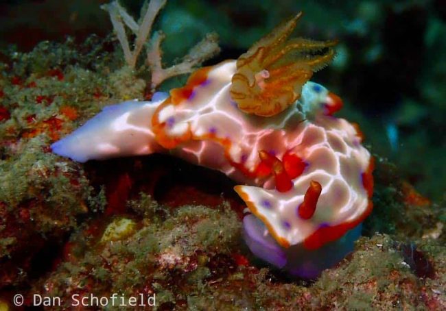 OLYMPUS DIGITAL CAMERA Lembeh House Reef