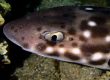 coral cat shark lembeh