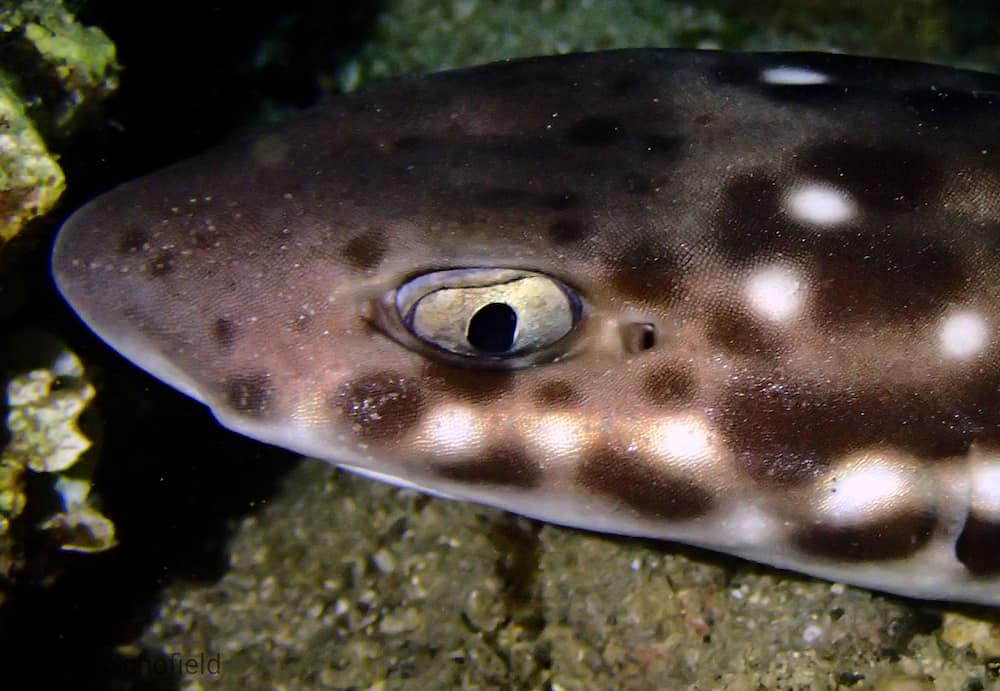 OLYMPUS DIGITAL CAMERA coral cat shark lembeh