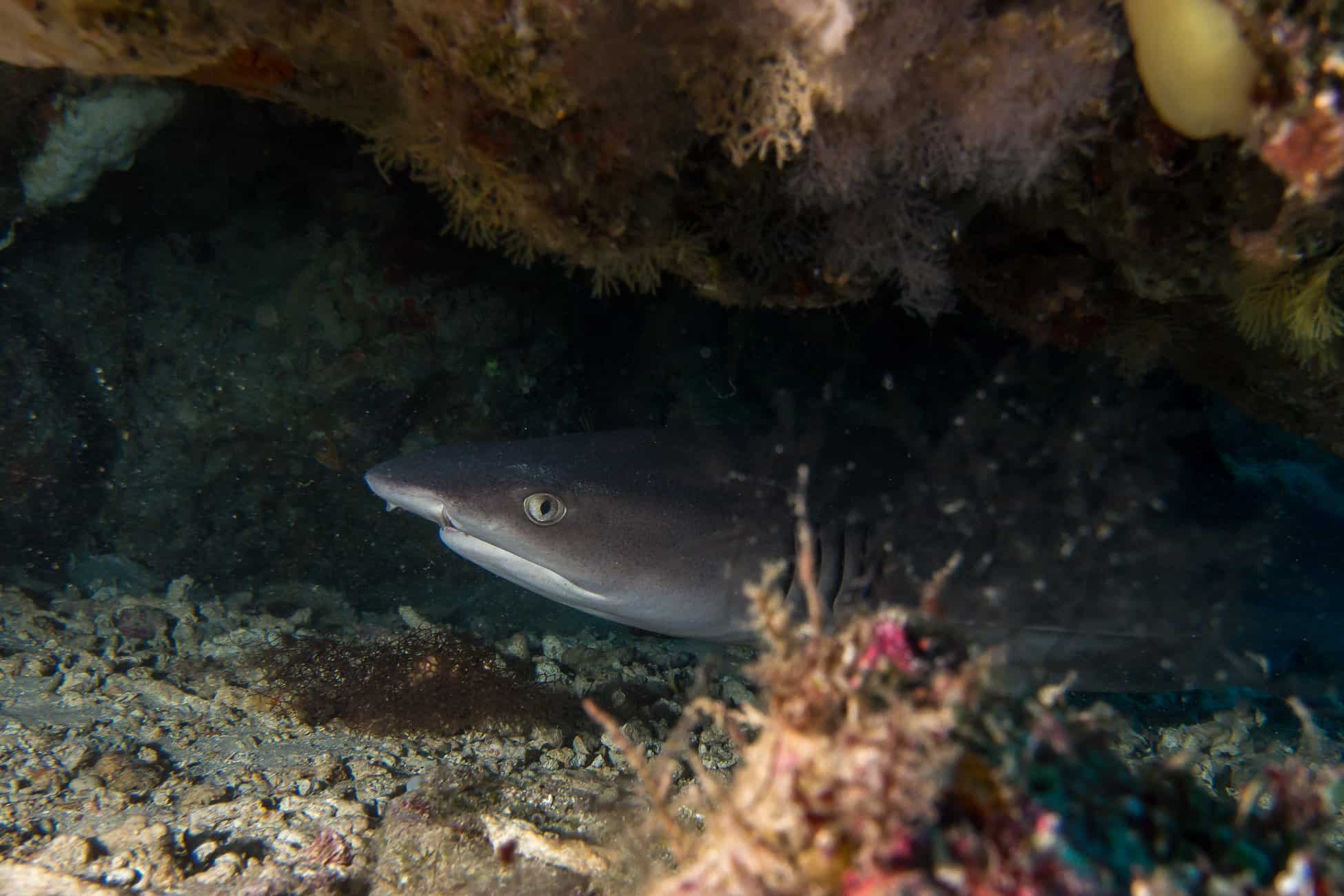 Shark Bunaken