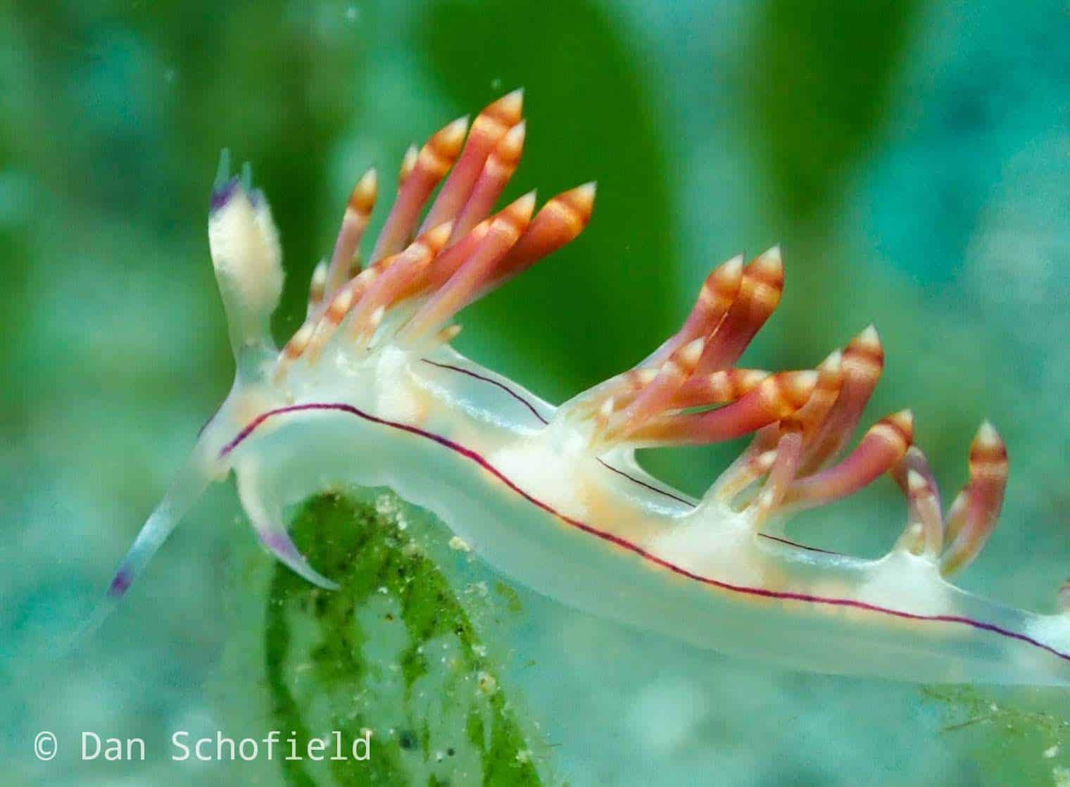 Coryphellina Nudibranch Lembeh