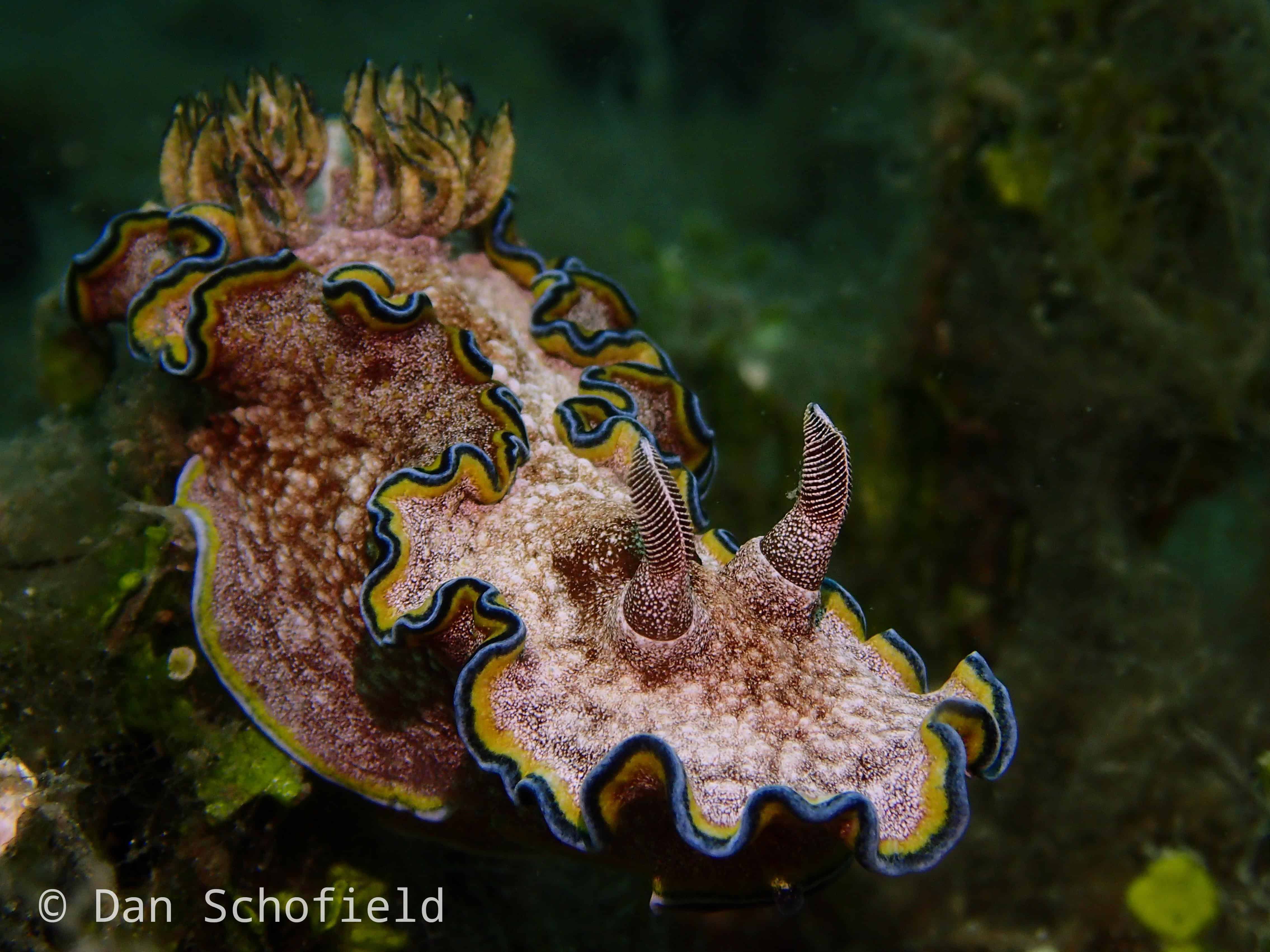 Glossodoris Nudibranch Lembeh