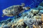 Turtle Bunaken