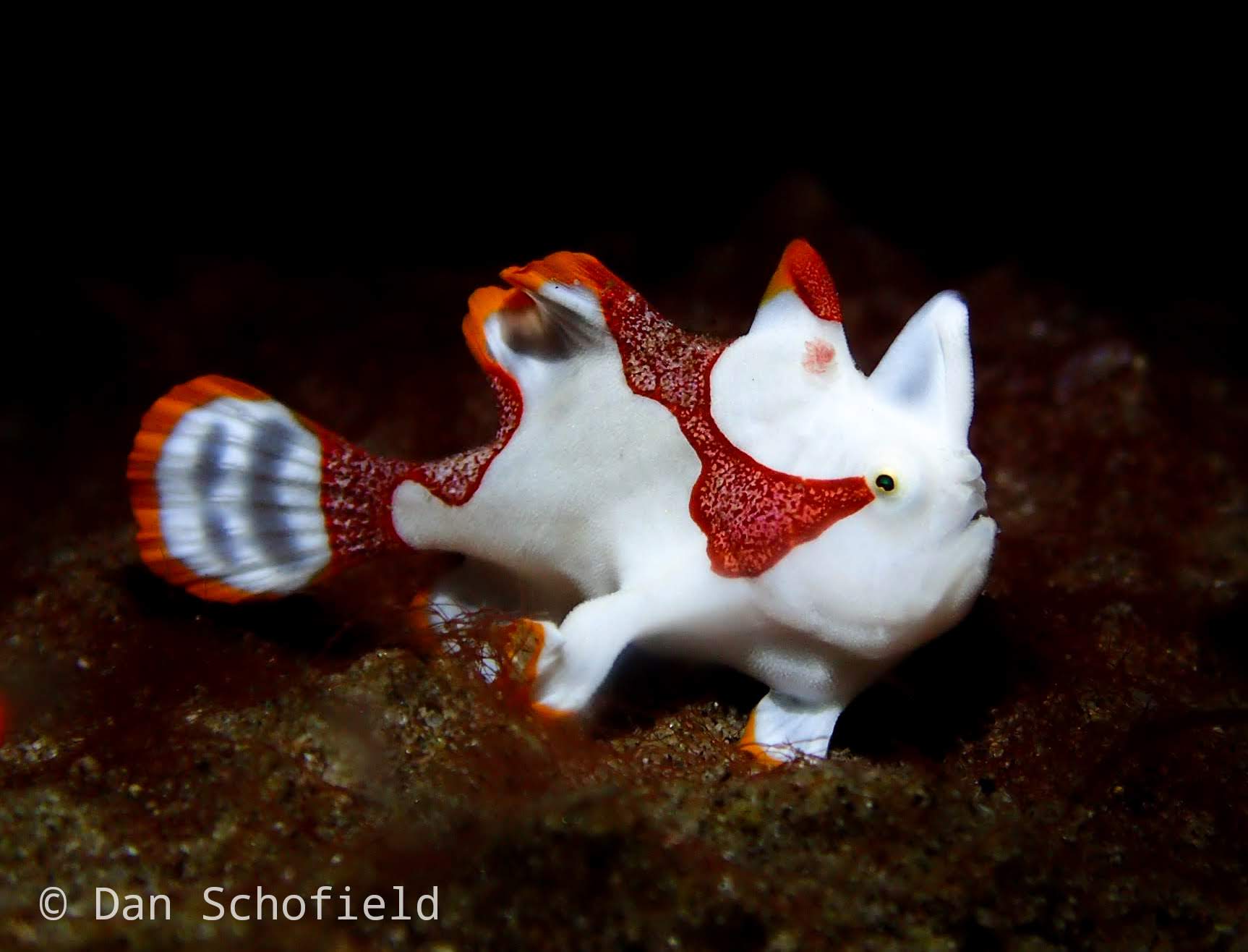 Warty Frog Fish Lembeh