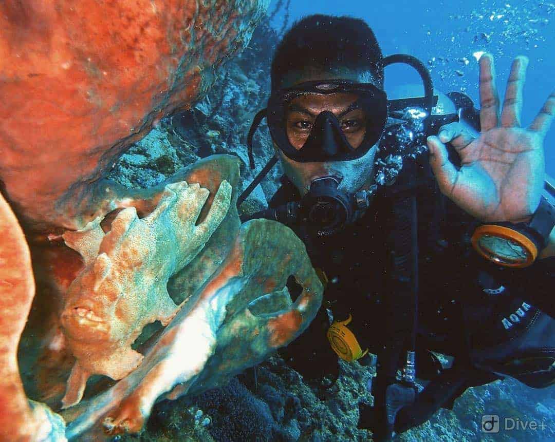 Diving Lembeh