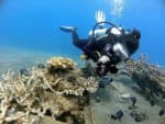 Diving Course Lembeh