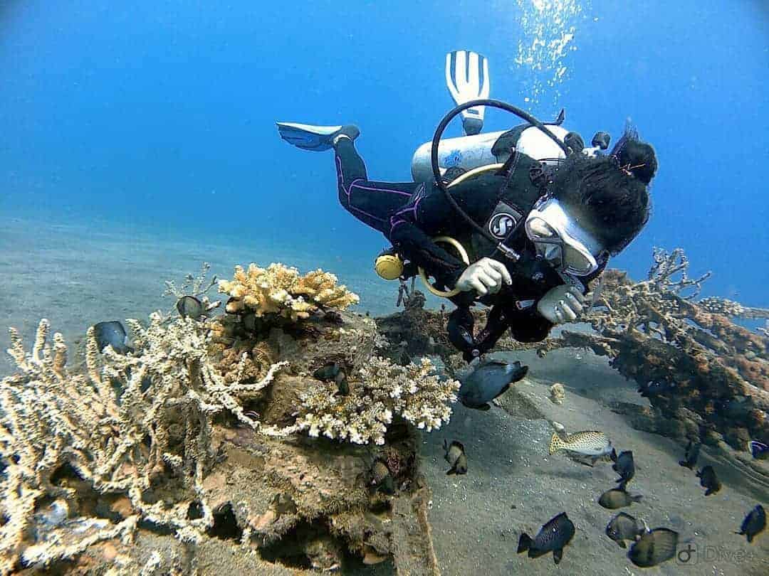 Diving Course Lembeh