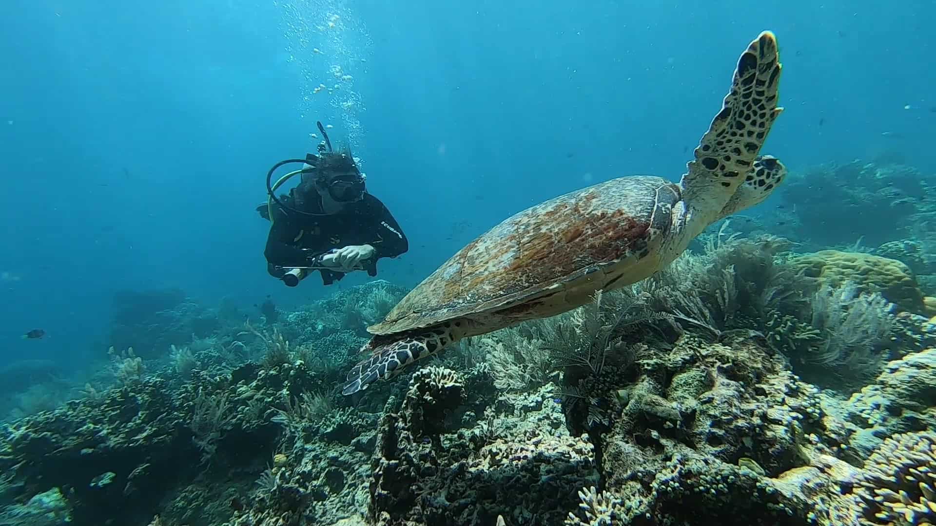 Turtles in Bunaken